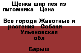 Щенки шар-пея из питомника › Цена ­ 15 000 - Все города Животные и растения » Собаки   . Ульяновская обл.,Барыш г.